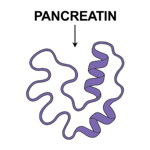 Pancreatin enzyme
