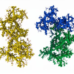 Alpha Galactosidase enzyme