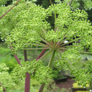 Angelica Archangelica Seed Extract Powder
